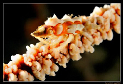 Xeno Crab (Xenocarcinus tuberculatus) on whip coral

D3... by Kay Burn Lim 